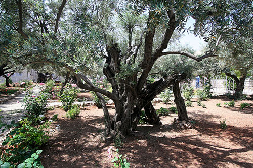 22 Israel, Jerusalem. 1000 year-old-olive tree